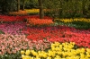 Last additions Keukenhof_Gardens4.jpg