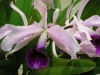 Лелия - Laelia blue_laelia_purpurata.jpg