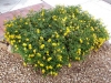 Лантана - Lantana camara Lantana_camara2.jpg