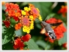 Лантана - Lantana camara Lantana_camara4.jpg