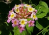 Лантана - Lantana camara lantana-camara.jpg