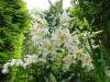 Top rated - СНИМКИ ОТ САЙТА CVETQ.INFO lilium-auratum-2001.jpg