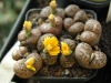 Top rated Lithops_insularis(85-12-0532-70).jpg