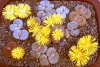 Top rated lithops_dish_garden_pic4.jpg