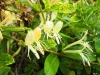 Top rated - СНИМКИ ОТ САЙТА CVETQ.INFO lonicera_aureoreticulata.jpg