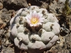 Лофофора - Lophophora Lophophora.jpg