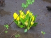 Lysichiton5.JPG