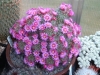 Most viewed Mammillaria1.jpg