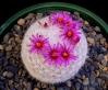 Мамилария - Mammillaria  mammillaria_humboldtii.jpg