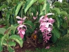 Most viewed Medinilla_magnifica2.jpg