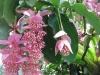 Мединила - Medinilla magnifica Medinilla_magnifica3.jpg