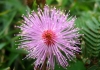 Top rated mimosa_pudica2~0.jpg