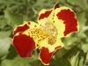 Top rated Mimulus3.jpg