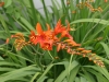 Монбретия - Montbretia (Crocosmia)  1121844686.jpg