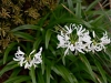 Нерине - Nerine nerine_pudica.jpg