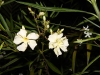 Top rated - Олеандър (зокум) - Nerium oleander 55111153_Nerium_LuteumPlenum.jpg