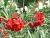Most viewed Nerium_Oleander_-_Red.jpg