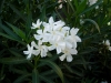 Top rated - Олеандър (зокум) - Nerium oleander Nerium_oleander.jpg
