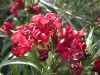 Top rated - Олеандър (зокум) - Nerium oleander Nerium_oleander_Little_Red-1.jpg