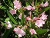 Top rated Nerium_oleander_Petite_Pink-2.jpg