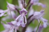 Top rated Orchis_simia7.JPG