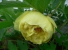 Божур - Paeonia  Paeonia_Yellow_Crown.JPG