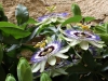 Last additions Passiflora1.jpg