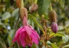 Top rated Passiflora3.jpg