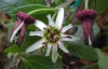 Top rated Passiflora4.jpg