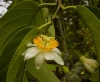 Top rated Passiflora5.jpg