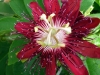 Last additions Passiflora7.jpg