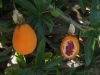 Last additions Passiflora9.jpg