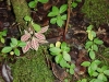 Most viewed Peperomia.jpg