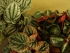 Пеперомия - Peperomia peperomia_mix_listy.jpg