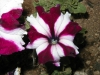 Петуния - Petunia hybrida, Petunia superbissima  whitestar-petunia_baiRie8a.jpg