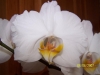 Most viewed - СНИМКИ ОТ САЙТА CVETQ.INFO Phalaenopsis_NOID_#3_Birthday_Plant.jpg