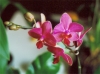 Most viewed - СНИМКИ ОТ САЙТА CVETQ.INFO orchidee_phalaenopsis_rot_1.jpg