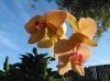 Top rated phalaenopsis-orchid.jpg