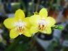 Top rated yellow-phalaenopsis-orchid-dsc00935.jpg