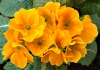 Иглика (Примула) - Primula Primula1.jpg