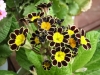 Иглика (Примула) - Primula Primula_elatior_Gold_Lace.JPG