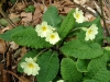 Top rated - СНИМКИ ОТ САЙТА CVETQ.INFO Primula_vulgaris17-04-07.jpg