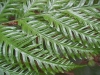 Птерис - Pteris Pteris_berteroana.JPG