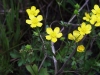 Лютиче - Ranunculus Ranunculus_sardous_-_2.JPG
