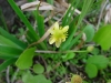 Лютиче - Ranunculus ranunculus_hydrocharoides.jpg