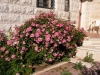 Most viewed Rosa-multiflora-Nana.jpg