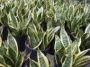Top rated Sansevieria4.jpg