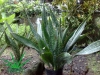 Top rated Sansevieria5.jpg