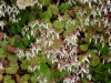 Каменоломка - Saxifraga stolonifera  030610yukino.jpg