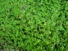 Солейролия (Пампаска трева) - Soleirolia soleirolia1.jpg